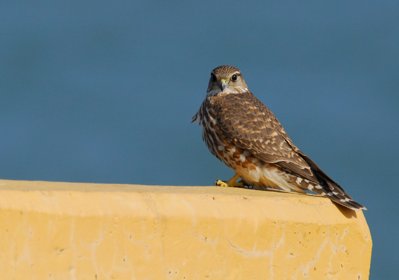 이 맹금류가 무엇...